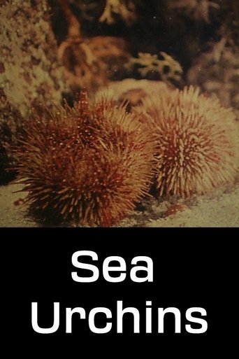 Sea Urchins Poster of Sea Urchins