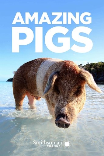 Amazing Pigs Poster of Amazing Pigs