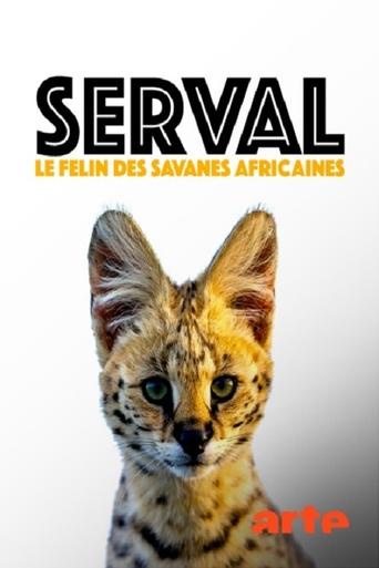 Servale - Afrikas unbekannte Katzen Poster of Servale - Afrikas unbekannte Katzen