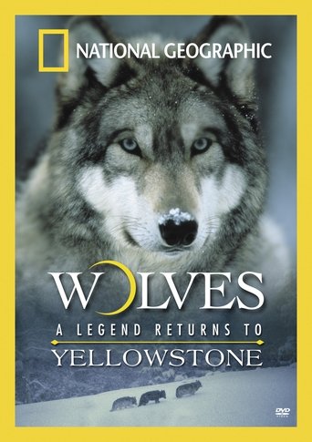 Wolves: A Legend Returns to Yellowstone Poster of Wolves: A Legend Returns to Yellowstone
