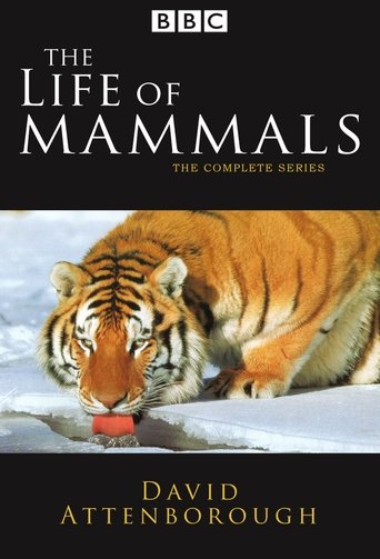 The Life of Mammals Poster of The Life of Mammals