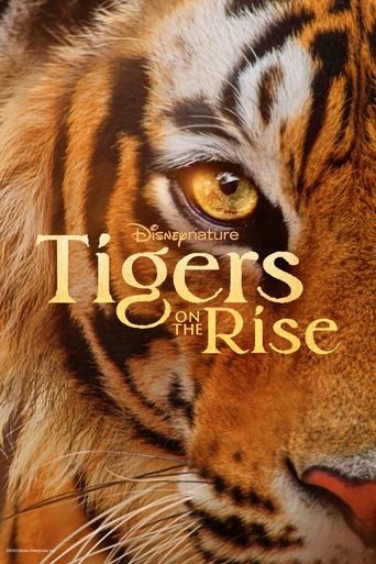 Tigers on the Rise Poster of Tigers on the Rise