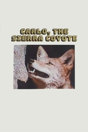 Carlo the Sierra Coyote Poster of Carlo the Sierra Coyote