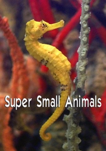 Super Small Animals Poster of Super Small Animals
