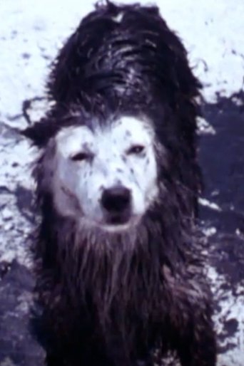 Harry the Dirty Dog Poster of Harry the Dirty Dog