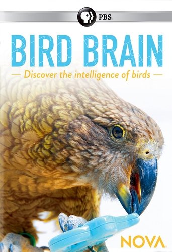NOVA: Bird Brain Poster of NOVA: Bird Brain