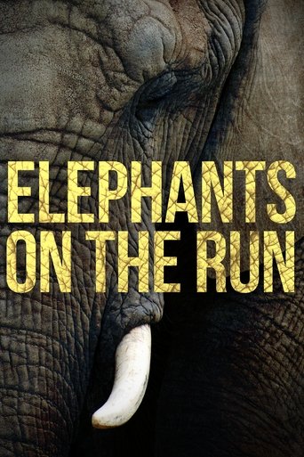 Elephants on the Run Poster of Elephants on the Run