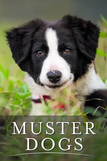Muster Dogs Poster of Muster Dogs