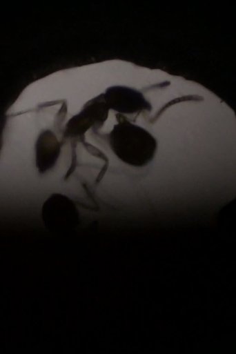 Antfilm Poster of Antfilm