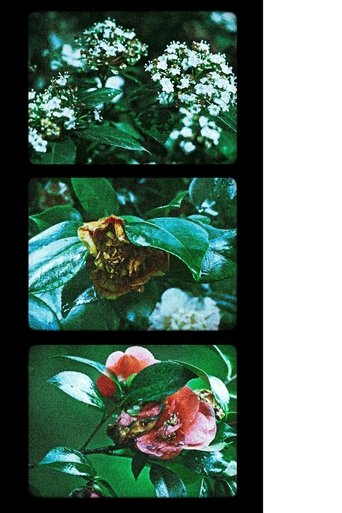 Flowers (III) Poster of Flowers (III)