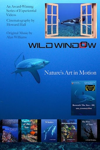 Wild Window Poster of Wild Window