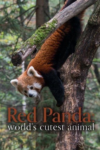 Red Panda: World's Cutest Animal Poster of Red Panda: World's Cutest Animal