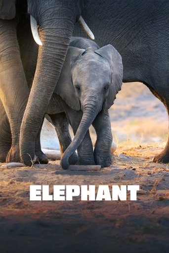 Elephant Poster of Elephant
