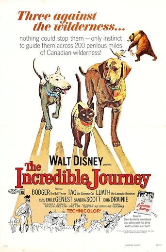 The Incredible Journey Poster of The Incredible Journey