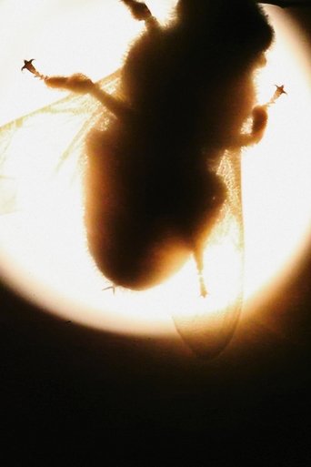 Camera Insectorum - Apis Mellifera Poster of Camera Insectorum - Apis Mellifera