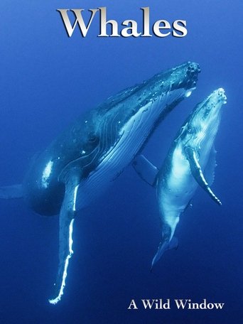 Wild Window: Whales Poster of Wild Window: Whales