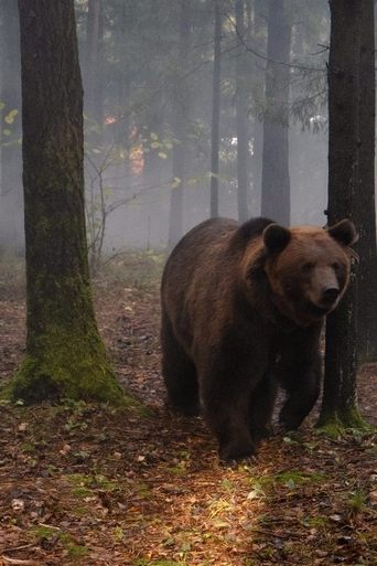 My Father is a Bear Poster of My Father is a Bear