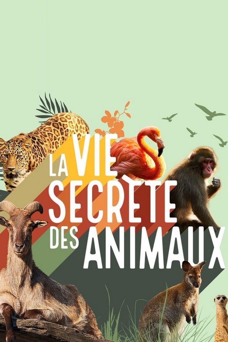 Episodes in La Vie Secrète Des Animaux - Season 1 - Season 1 Poster of Episodes in La Vie Secrète Des Animaux - Season 1 - Season 1
