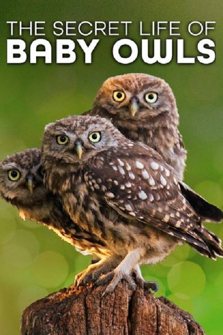 The Secret Life of Owls Poster of The Secret Life of Owls