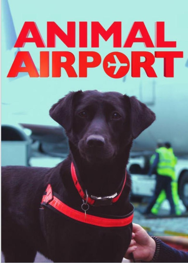 Animal Airport Poster of Animal Airport