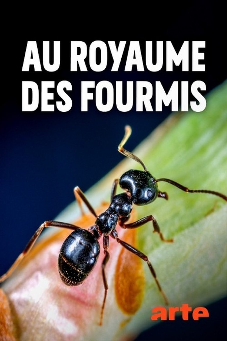Au royaume des fourmis Poster of Au royaume des fourmis