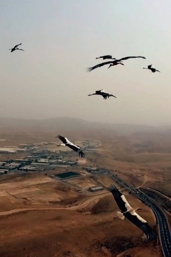 Poster of As Birds Flying