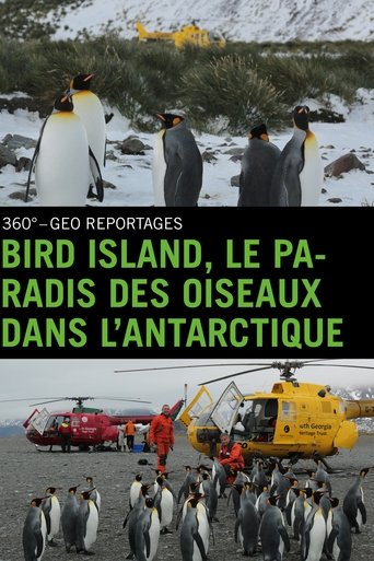 Poster of Bird Island - Allein unter Pinguinen
