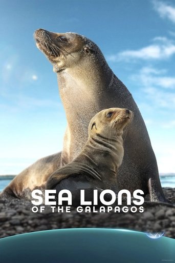 Poster of Sea Lions of the Galapagos