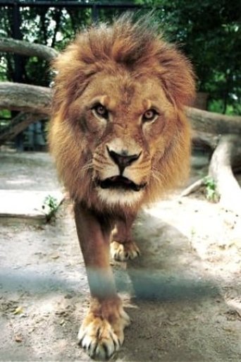 Portrait of Caesar the Lion