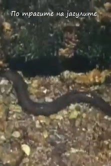 Poster of Following the Traces of the Eels