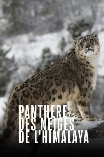 Poster of Snow Leopards and Friends