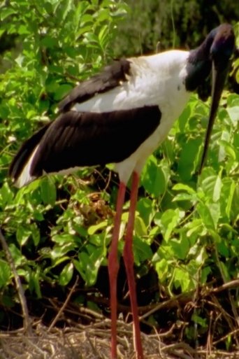 Poster of Wild Kakadu