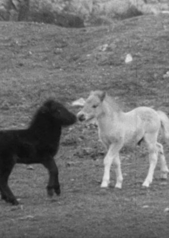 Poster of SHETLAND PONY