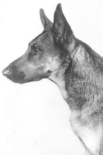 Portrait of Napoleon the Dog