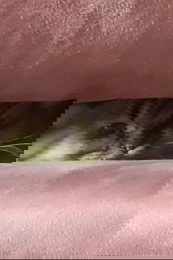 Poster of A Cat's Ascend To Claustrophobic Tranquility