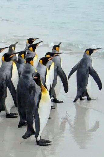 Poster of King Penguins in North Malvinas