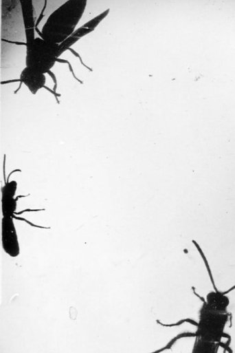 Poster of Insectes