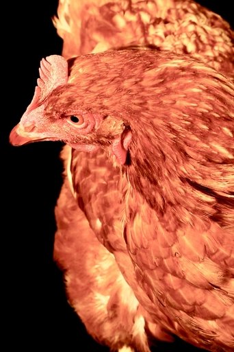 Portrait of The Chicken