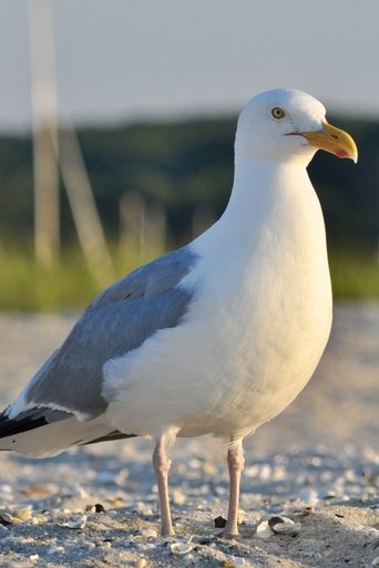 Portrait of seagull