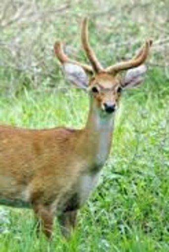 Poster of Sangai: The Dancing Deer of Manipur