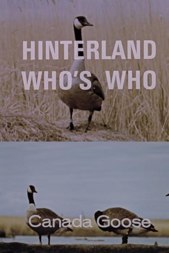 Poster of Hinterland Who's Who: Canada Goose