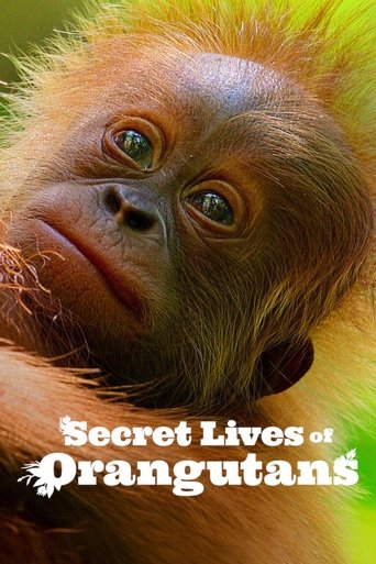 Poster of Secret Lives of Orangutans