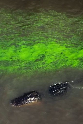 Poster of River of Grass