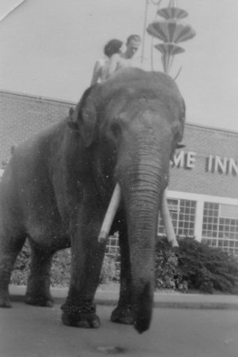 Portrait of Charlie the Elephant