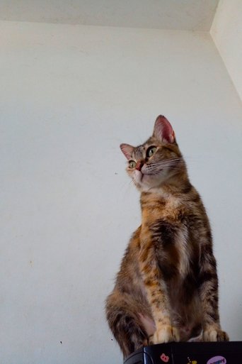 Portrait of Síndrome