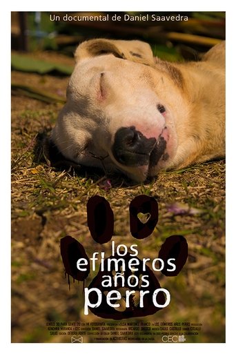 Poster of Los efímeros años perro