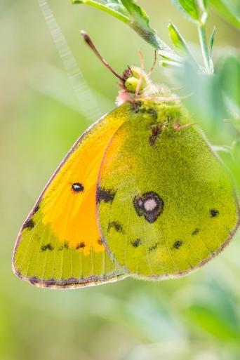 Poster of A Butterfly's Tale