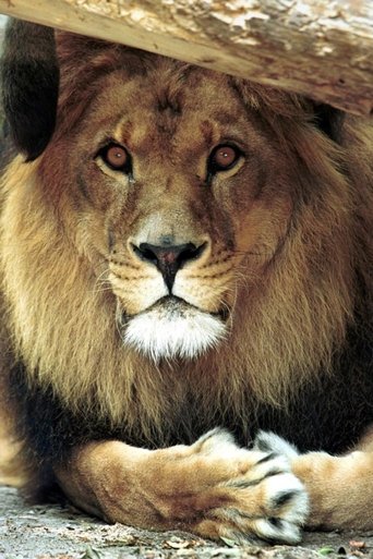 Portrait of Bongo the Lion