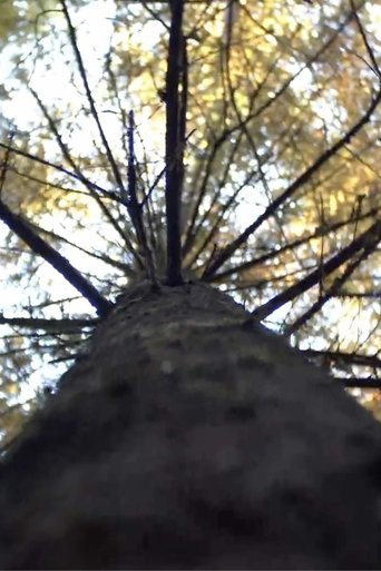 Poster of Forest