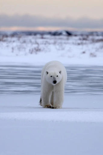 Poster of Polar Bear Country